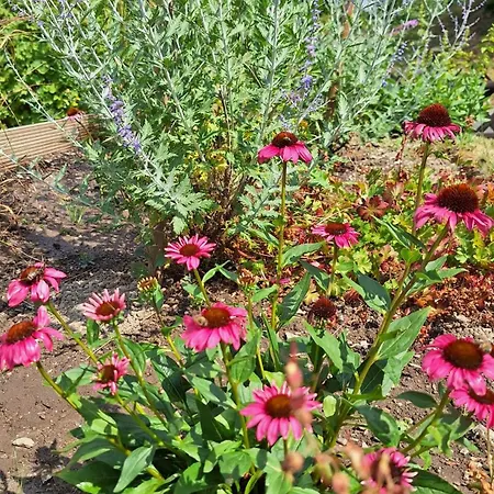 Hinterlandswald Tatil Evi *