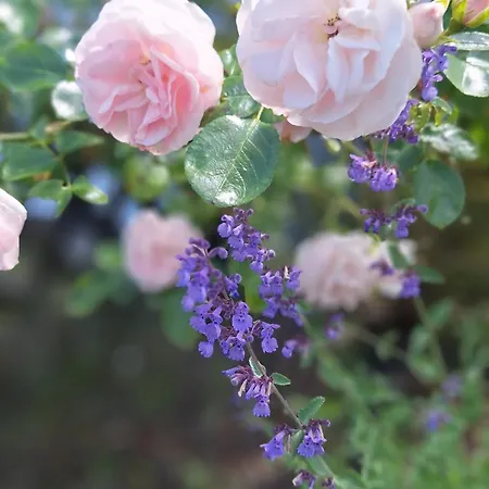 Hinterlandswald Vakantiehuis *