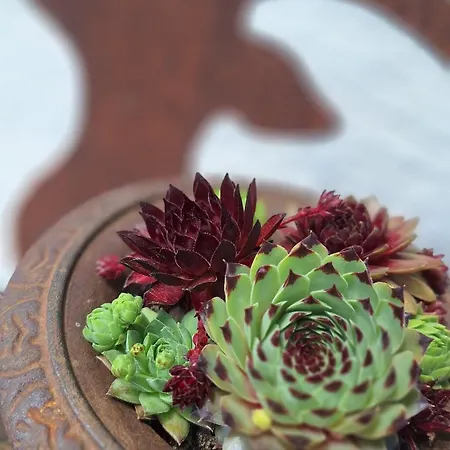 Vakantiehuis Hinterlandswald *