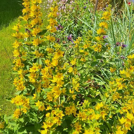 Hinterlandswald Vakantiehuis