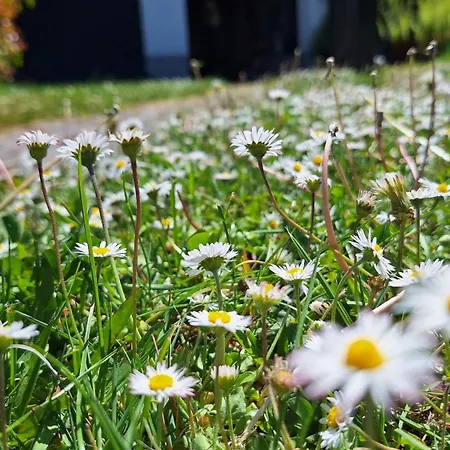 Tatil Evi Hinterlandswald *