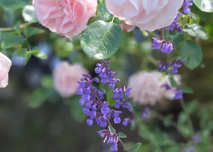 Hinterlandswald Casa vacanze *