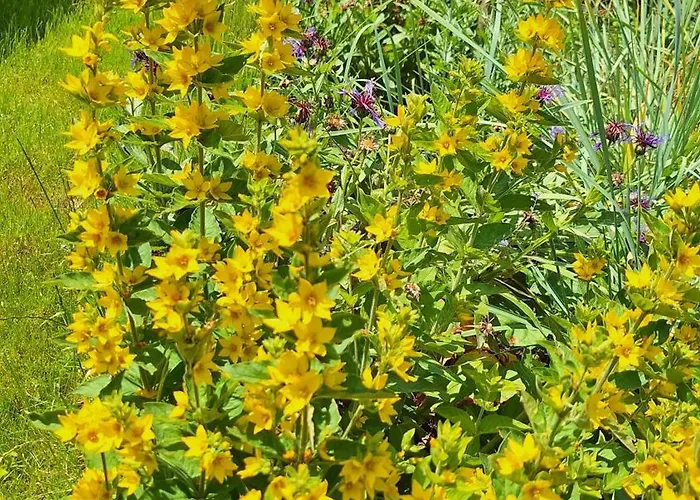 Hinterlandswald Σπίτι διακοπών